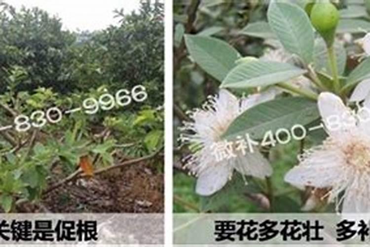 石榴是什么原因造成裂果？采取什么方式来预防裂果？