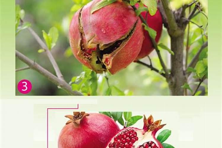 石榴是什么原因造成裂果？采取什么方式来预防裂果？