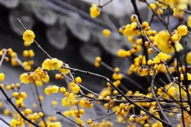 腊梅施什么肥 腊梅怎么施肥