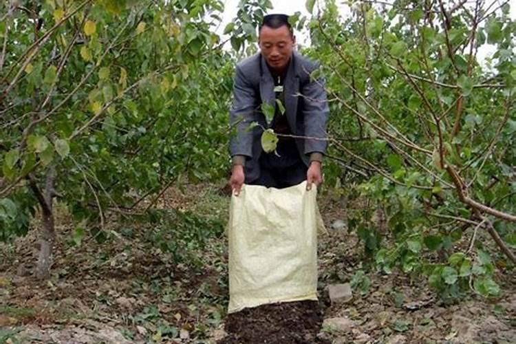 果树施什么肥料最好