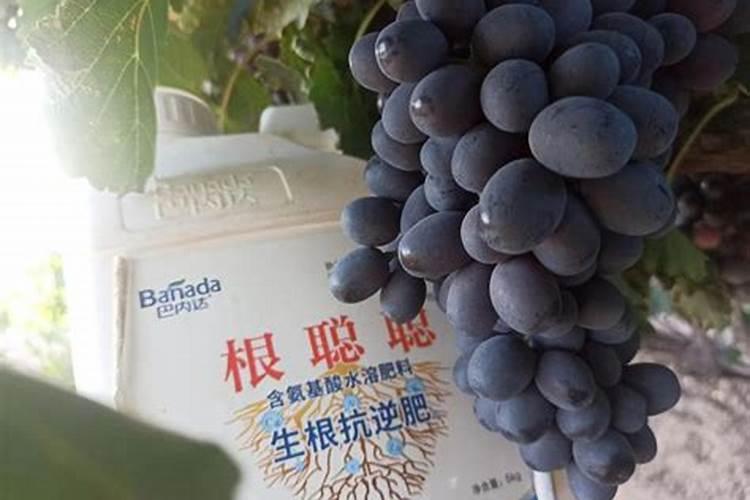 葡萄彭果期用什么肥料？