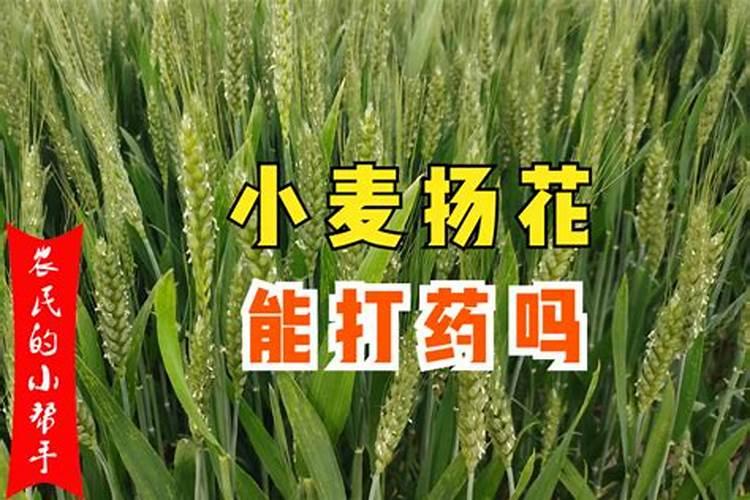 小麦在什么期间可打叶面肥？
