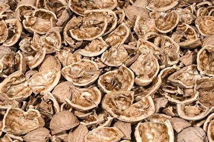 核桃皮能做肥料养花吗