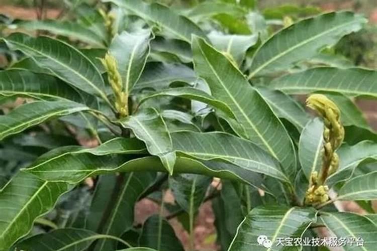 水稻分蘖期用什么叶面肥好