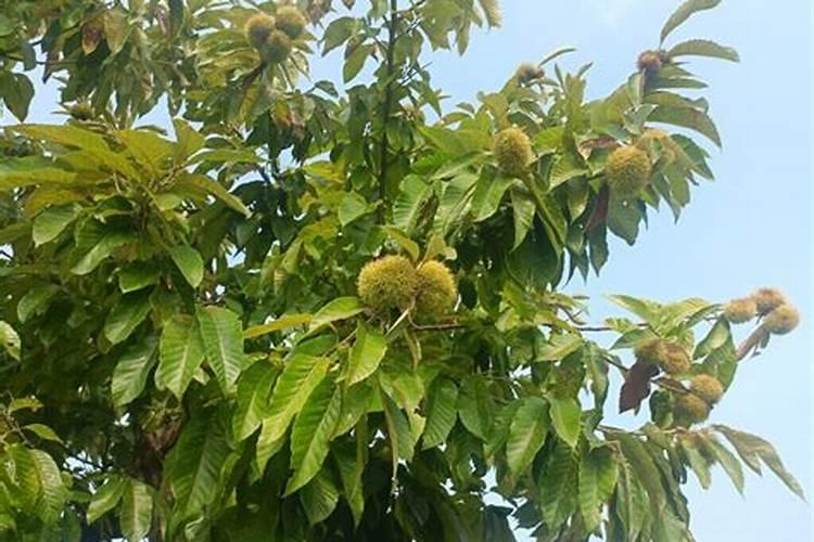 板栗树几年结果