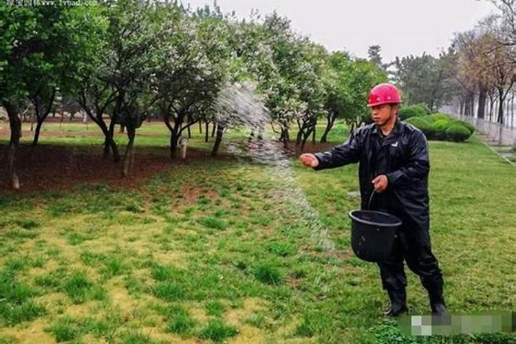 夏季如何给树木施肥和浇水