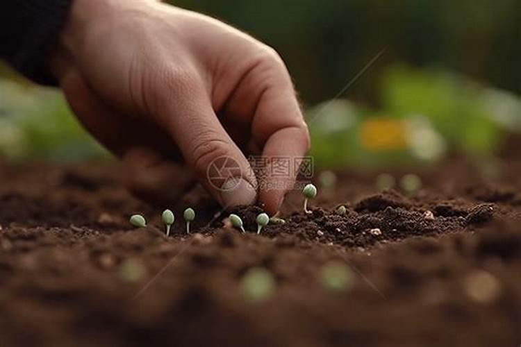 种菜籽时可以和化肥一起撒吗？