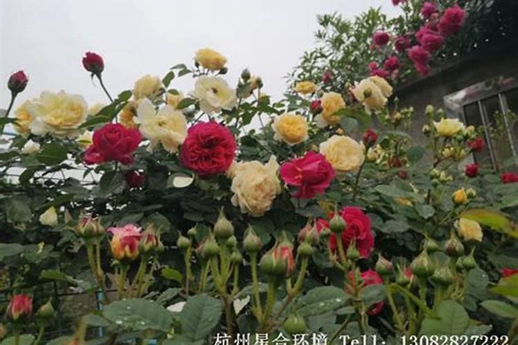 月季春季如何施肥