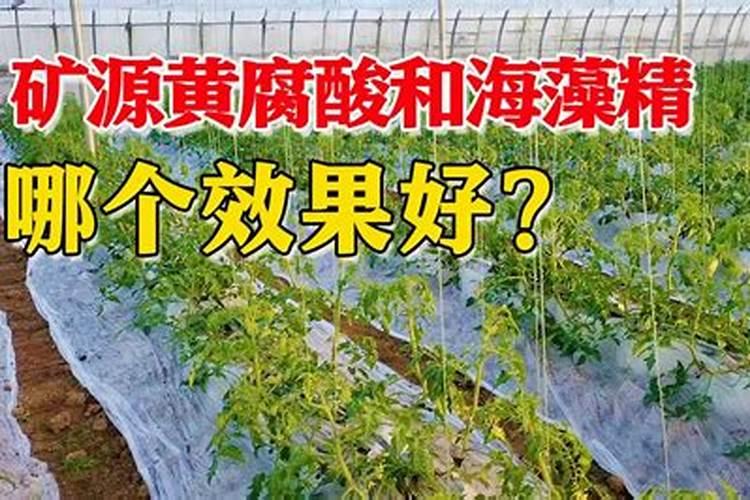 芸苔素内酯加海藻精灌根好吗