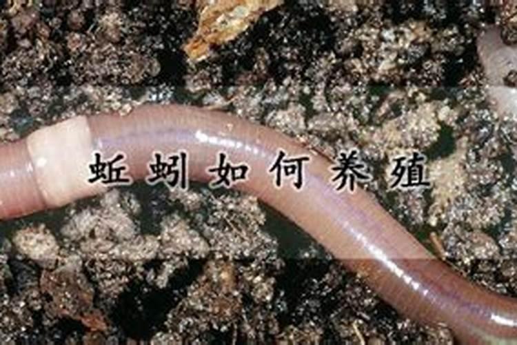 发财树可以全用蚯蚓粪土吗？我看那土挺松软的,也黑黑的,好像很肥,