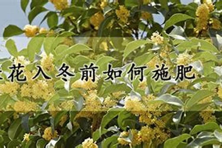 君子兰冬季施什么肥料,怎么过冬