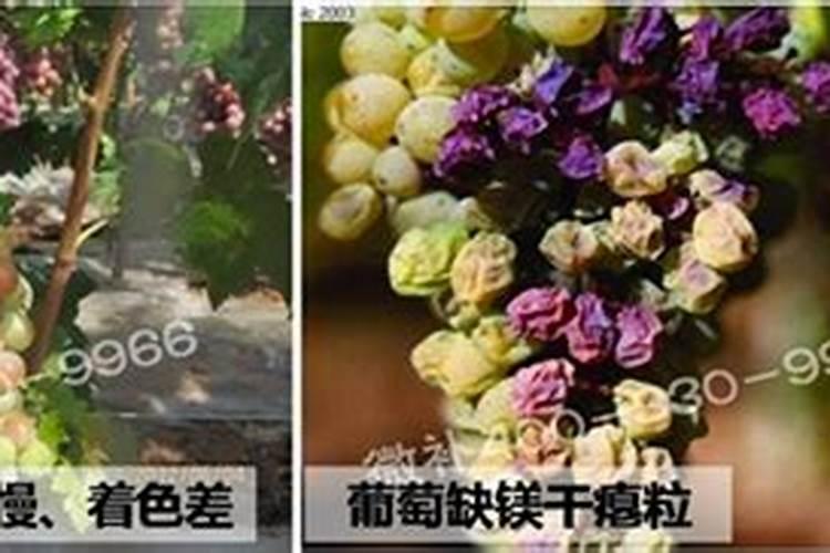葡萄补镁怎么补