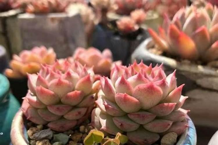 春季如何给多肉施肥植株长得旺