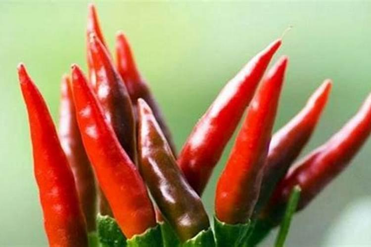 辣椒开花坐果期施什么肥最好