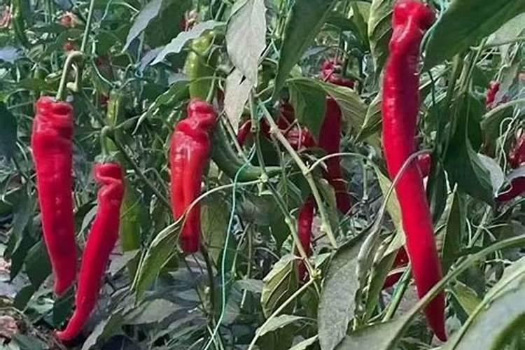 辣椒用什么肥料好