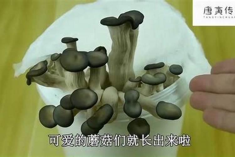 尿素和红糖水喷洒平菇可以吗？