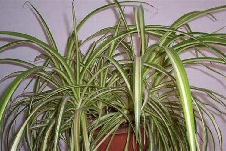 水培植物怎么去施肥和选择肥料
