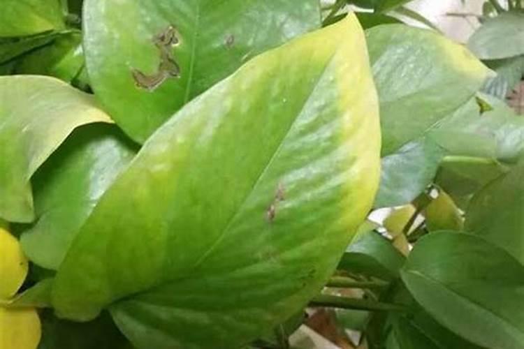 水培绿萝能用复合肥泡水喷叶子么