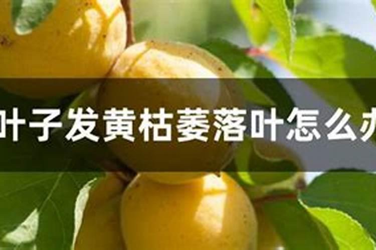 杏树采收后的管理要点 杏树如何养护