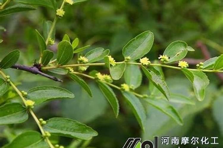 枣树开花坐果期喷啥水溶肥好？