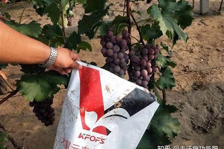 水溶肥价格多少钱一吨 如何选购优质的水溶肥料