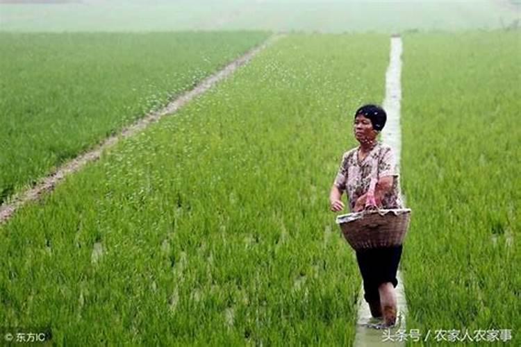 水稻氮磷钾施肥最佳比例每亩用多少？