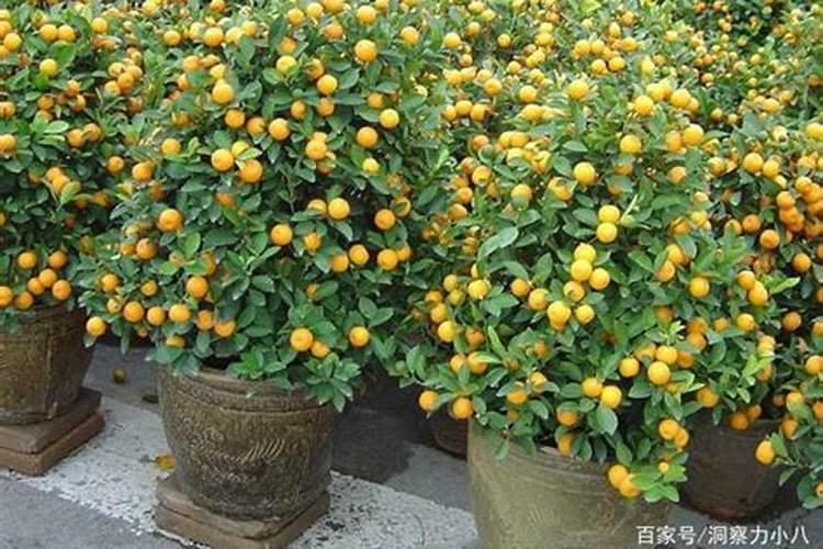 盆栽金桔怎么施肥,施什么肥