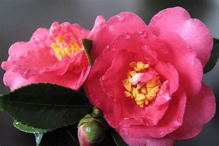 茶花打花苞时怎样施肥