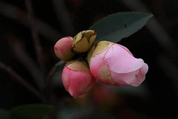 六年级上册 习作5 范文 急需!!!两篇