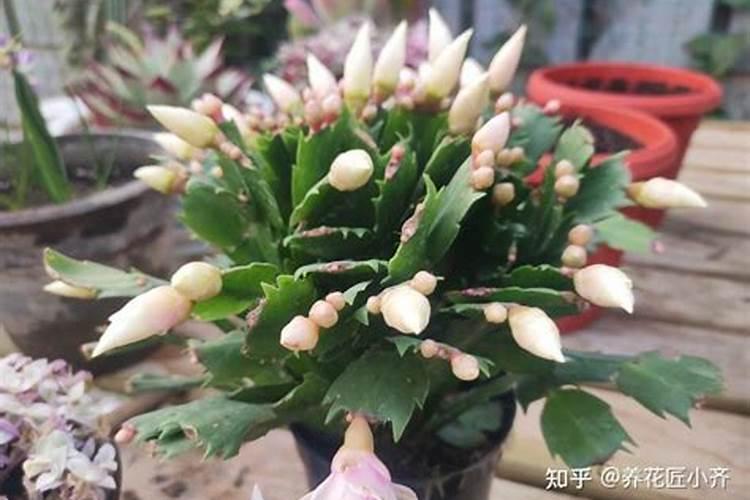 蟹爪兰在花期之后,是否可以使用缓释肥呢？