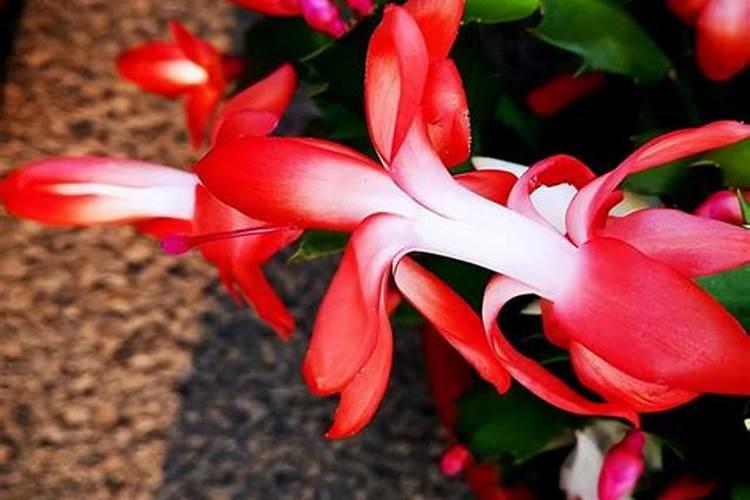 这80种花不施肥,能养好才怪