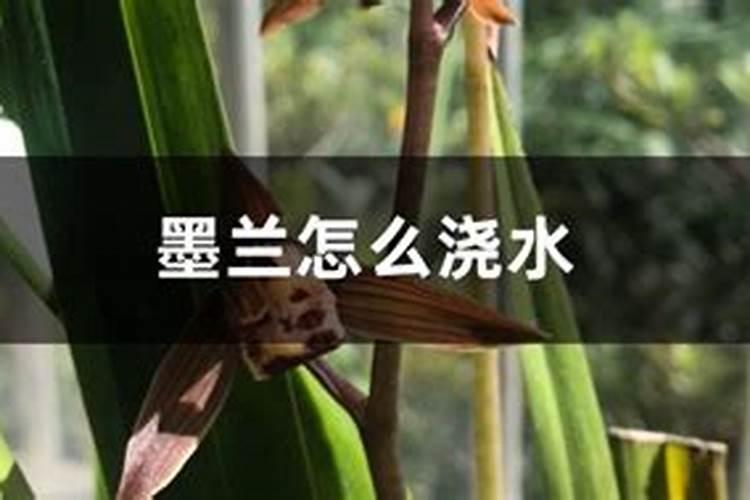 墨兰如何养殖开花不断