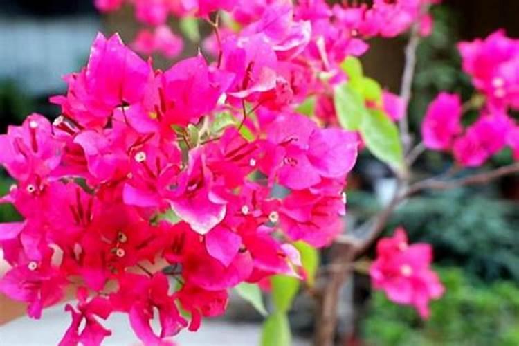 夏天怎么养好三角梅？要注意些什么？