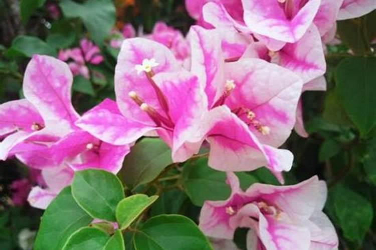 三角梅什么时候施肥,春夏初期施肥最适宜(施后浇水)