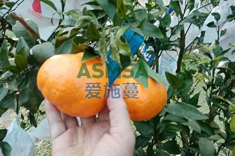 种柑橘用什么肥料最好