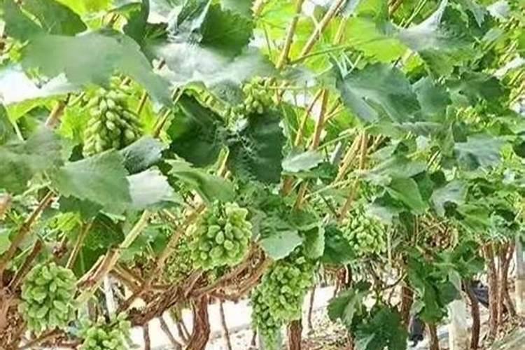 巨峰葡萄高效种植注意管理事项 巨峰葡萄怎么管理水肥
