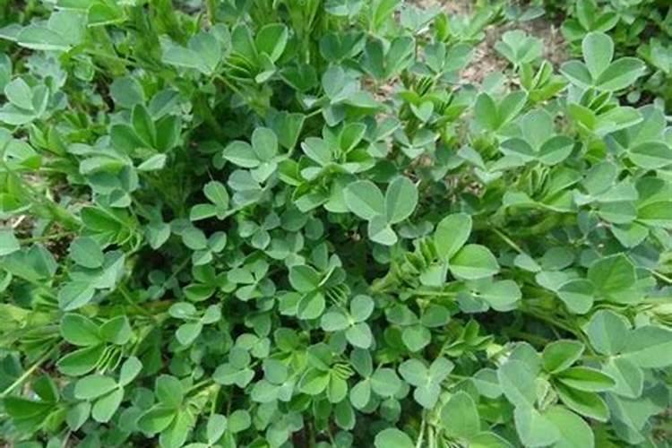 苜蓿草种植条件是什么(人工种植苜蓿草方法讲解)