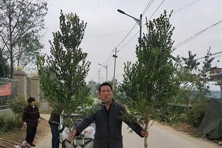 杨树用复合肥还是尿素好？