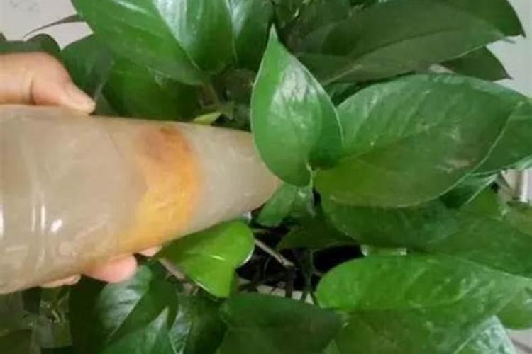 橘子皮晒干养花有什么好处 养花的朋友可以试一试