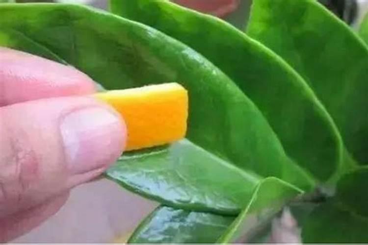 橘子皮能放在花盆里养花吗(橘子皮当养花肥料的好处作用)