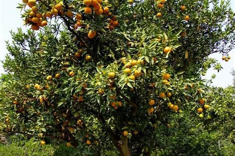 桔子什么时候施肥最合适