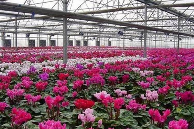 过期奶粉如何做肥料 过期奶粉埋土里能做肥料吗