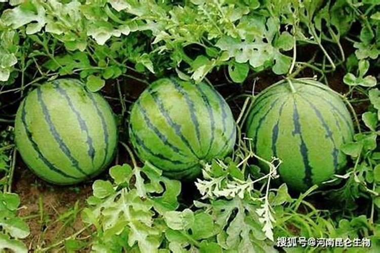 西瓜什么时候施硼肥