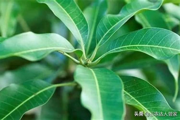 芒果 芸苔素 杨花期能用吗