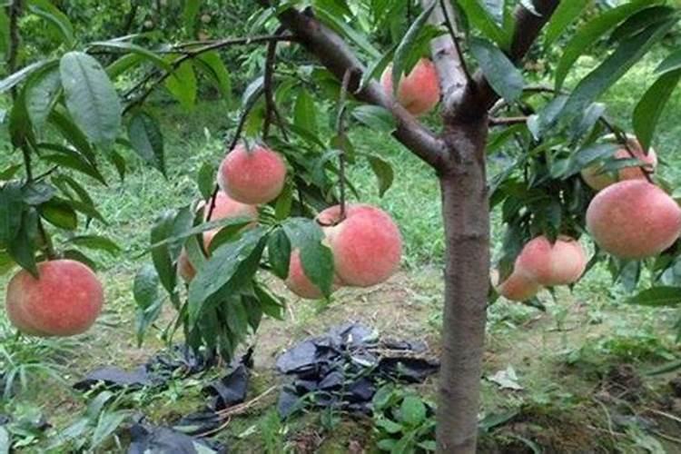 秋天给桃树施什么化肥？