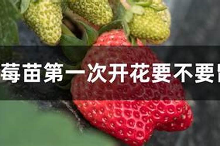 草莓开花后怎么施肥？