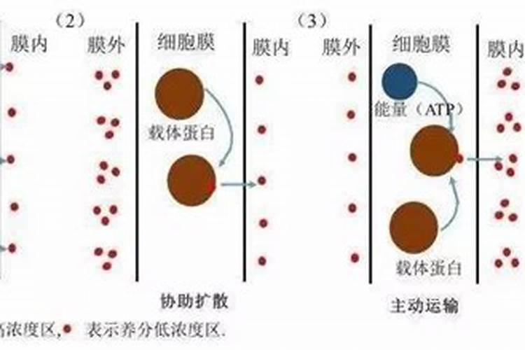 蔬菜种植补钙技巧蔬菜种植怎么补钙