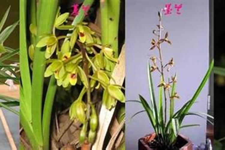 兰花叶面肥有哪些