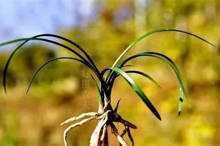 兰花用什么叶面肥最好