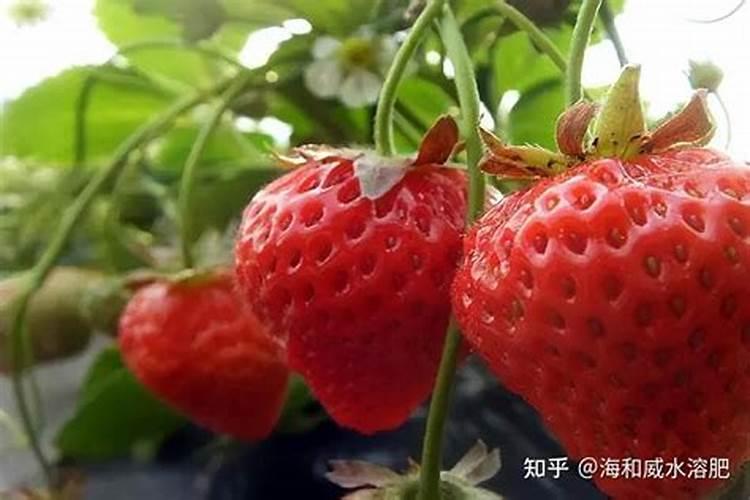 草莓苗长几年可以结果怎么浇水施肥